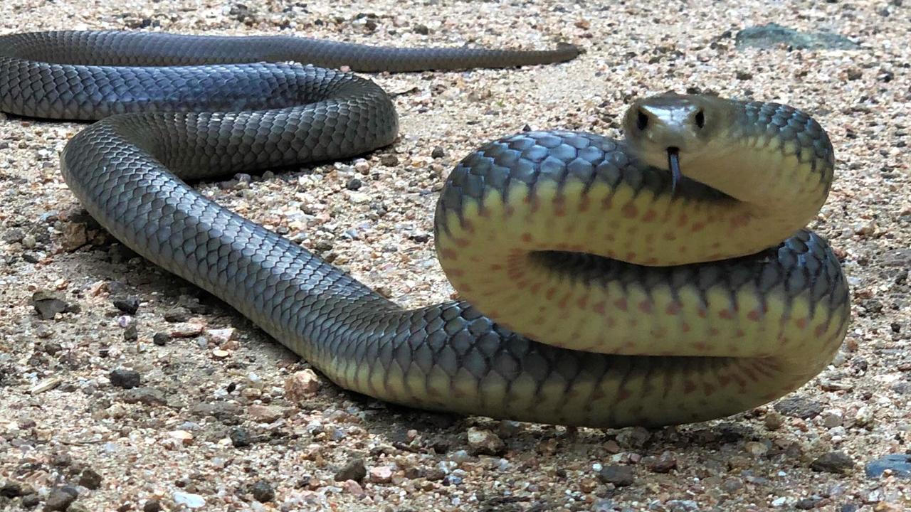 Moreton Bay snake catcher off to a busy start to season | The Courier Mail