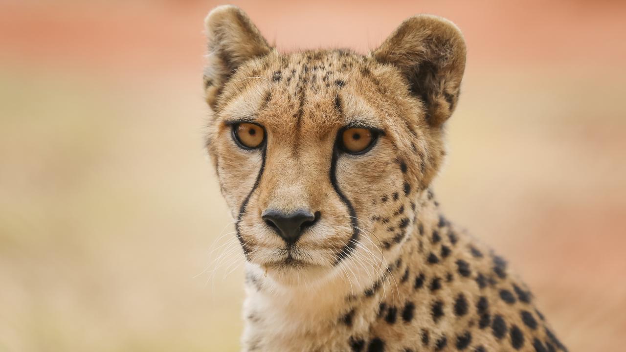 A day in the life of a zookeeper at Werribee Open Range Zoo, Victoria ...