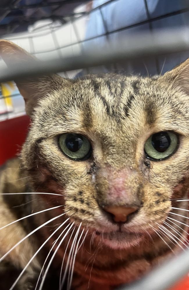 A cat with a skin condition seized from Christine Weisheit. Picture: RSPCA