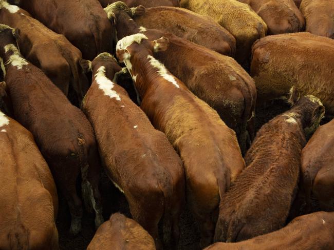 LIVESTOCK: Pakenham cattle sale 10.11.22Pakenham cattle sale 10.11.22PICTURED: Pakenham cattle sale PICTURE: ZOE PHILLIPS