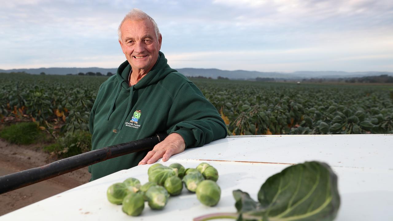 Bruce Adams of Adams Brothers Coldstream grows brussels sprouts | The ...