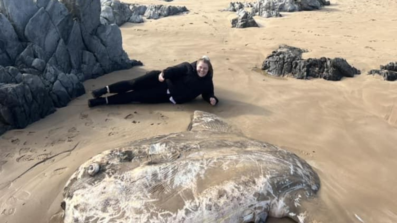2.7m creature washes up on popular beach