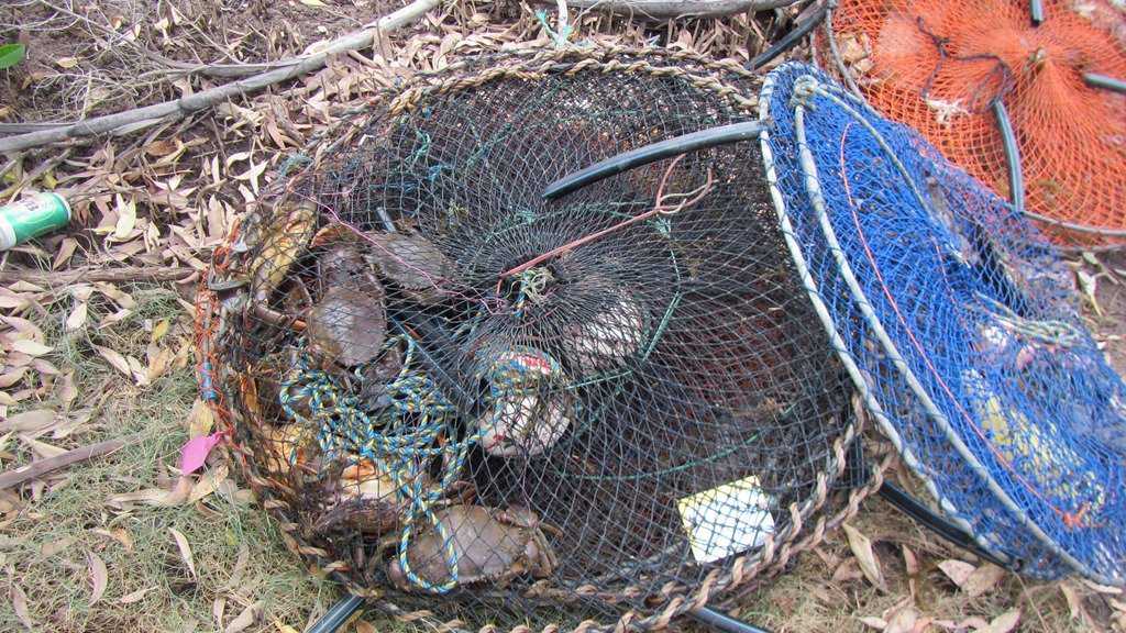 ILLEGAL CATCH: A Bundaberg fisher has been fined $13,300 for a number of crabbing offences including too many pots. Photo Contributed. Picture: Contributed