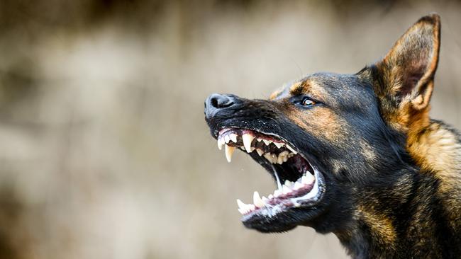 Aggressive dog shows dangerous teeth. German sheperd attack head detail.