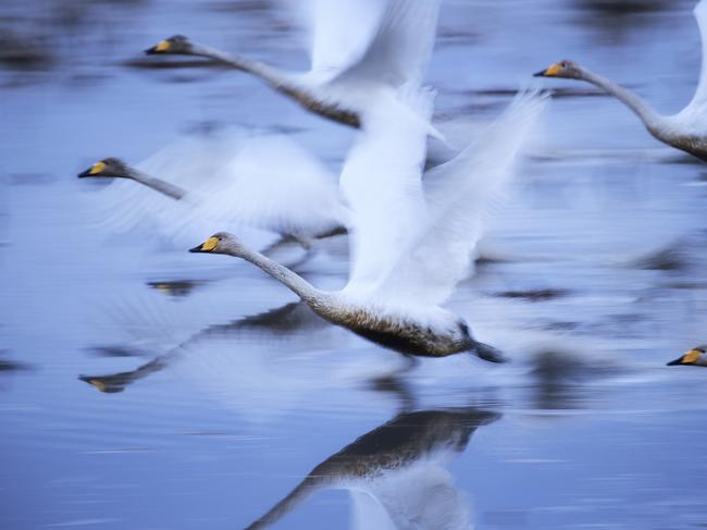 To live. Swans who live vigorous even in mud. Picture: Hiromi Kano / National Geographic Travel Photographer of the Year