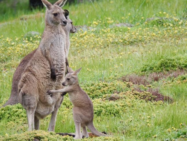 ‘Shady’: Secrecy surrounds kangaroo move