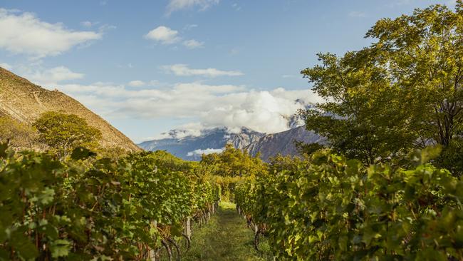 Vineyards in Yunnan province, China, where some of the grapes for the new Penfolds wine come from.