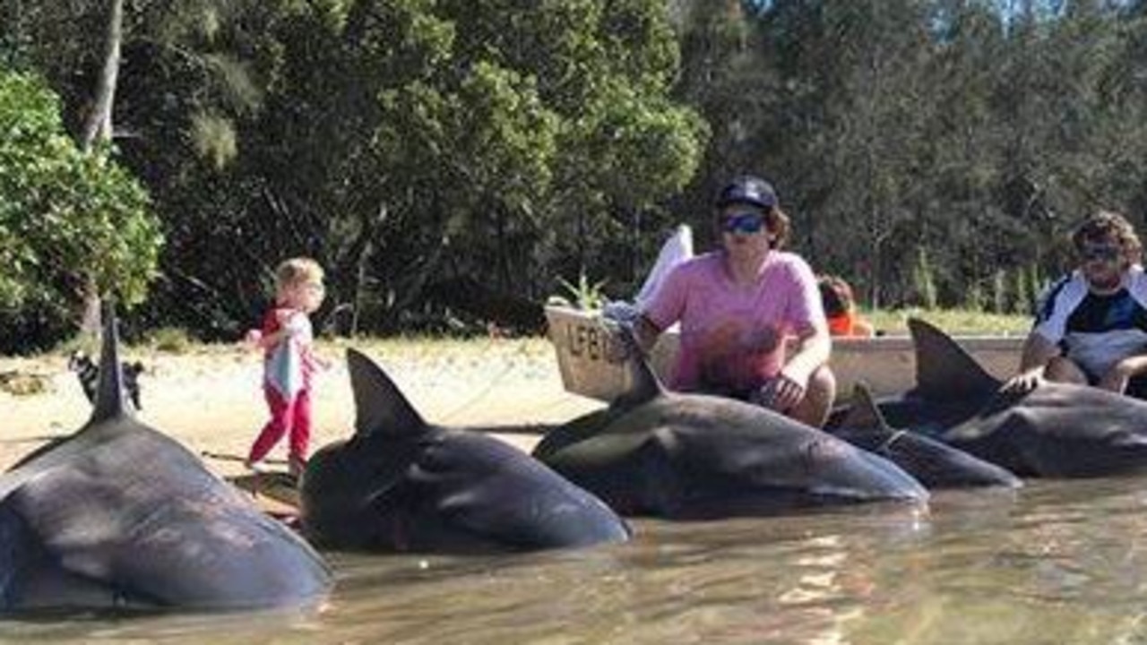 Five sharks caught in NSW South West Rocks tourist hot spot | news.com ...