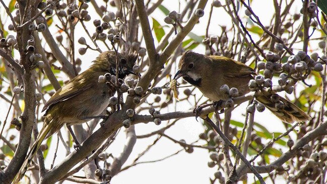 Western Whip bird. Picture: Dion Thompson