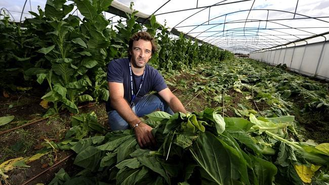 Ballarat Constable Jeremy Stevens with a tobacco crop seized as part of the raids.