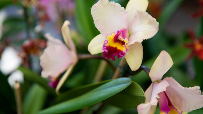 COPYRIGHT WARNING for Moreton Life ONLY. Phone Kylie Knight 3480 8226. Caboolture Orchid Society is preparing for its winter show.