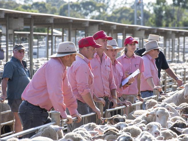 LIVESTOCK: Bendigo Sheep and Lamb SaleBendigo Sheep and Lamb SalePICTURED: Generic Bendigo Sheep and Lamb SalePICTURE: ZOE PHILLIPS