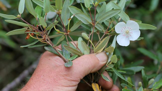 A leatherwood flower.