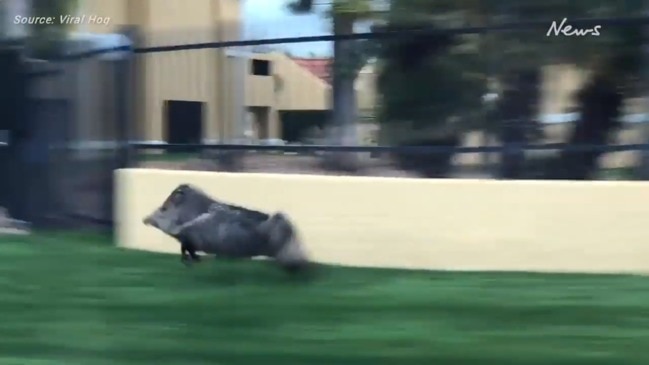 Video of mysterious sprinting 'javelina' causes global sensation