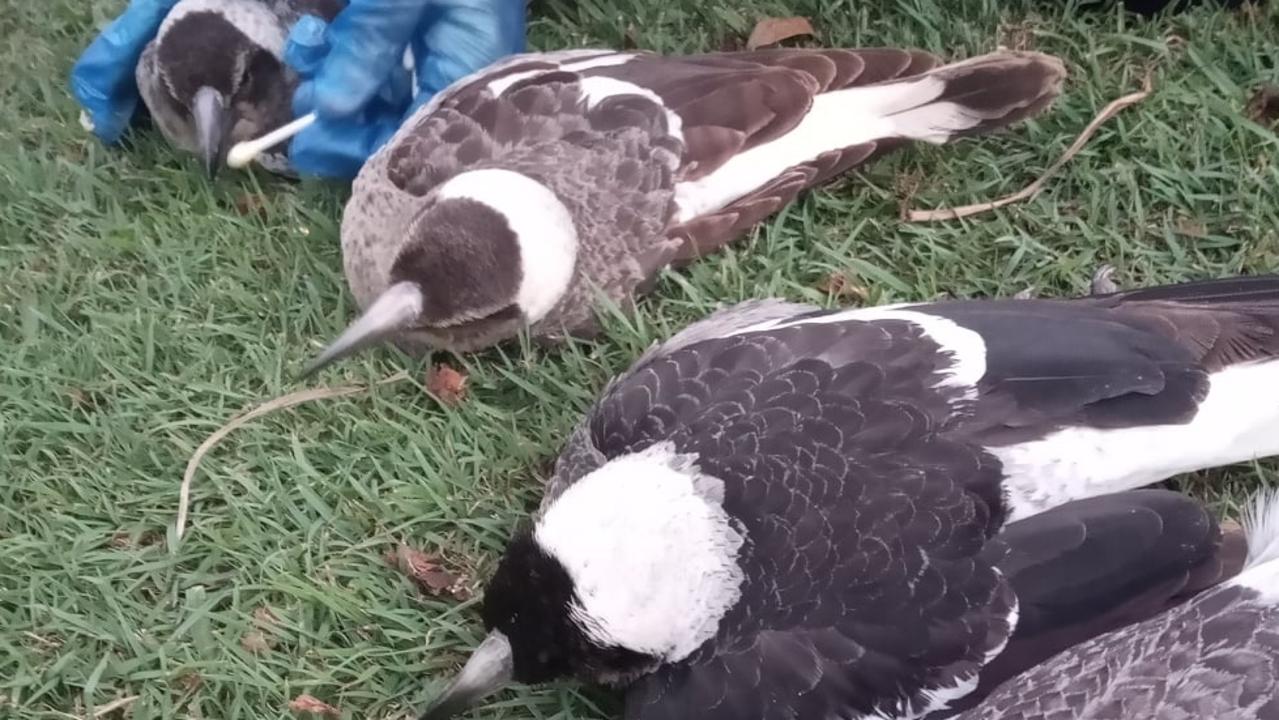 A Gympie region wildlife rescue group have warned residents to take care with using poisons after four magpies narrowly avoided death on the Cooloola Coast. Picture: Anarra Wildlife Rescue Gympie