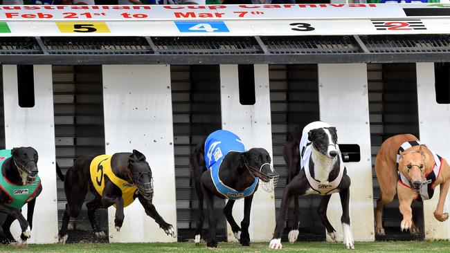 Greyhounds in Broadmedows. Victorian trainers expect local tracks could become busier. Picture: Jay Town