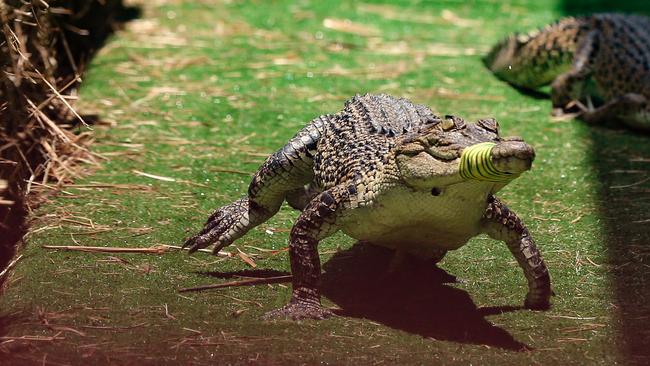 Berry Springs Croc Races celebrating the Melbourne Cup Picture: Glenn Campbell