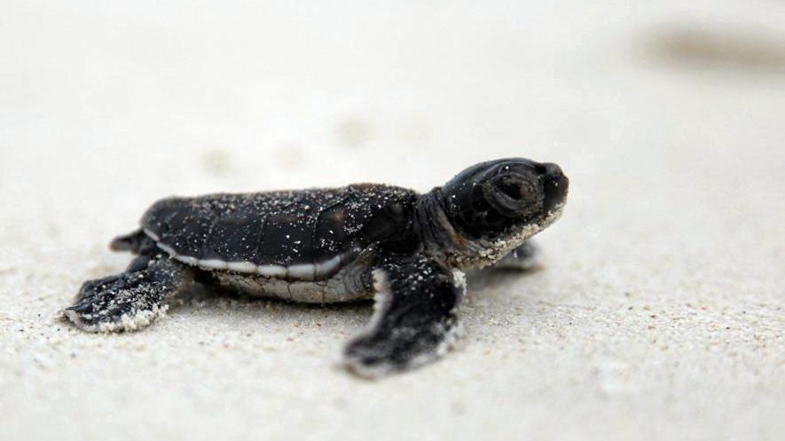 ‘Turtle volcano’ on Heron Island | The Courier Mail