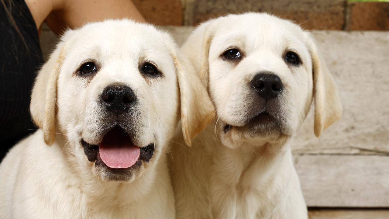 Puppy love: New laws to ban mass production farms