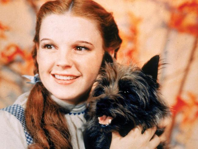 Chill - actor Judy Garland and Terry, the dog (aka Toto), in scene from film "The Wizard of Oz".