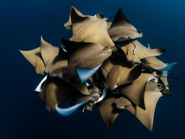 Alex Kydd’s entry, A Fever of Cownose Rays. Picture: Alex Kydd