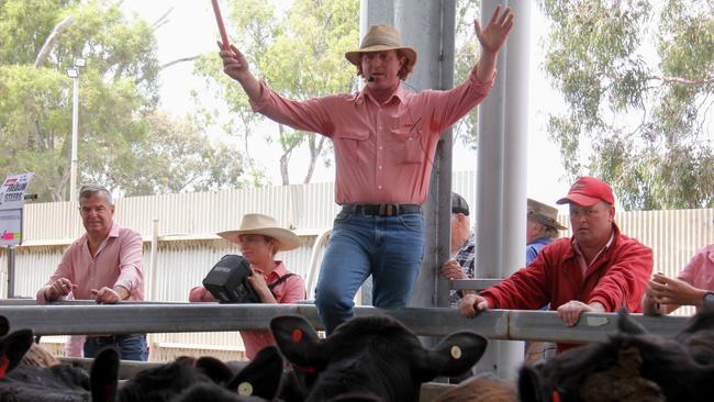 Elders agents selling at the Euroa cattle sale where prices were up to $700 down on last year.