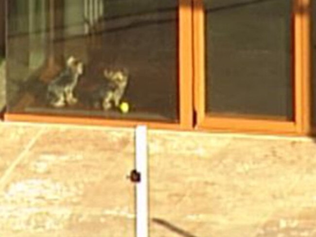 Johnny Depp's Dogs Boo and Pistol in the window at Mick Doohan's house. Picture: Nine News