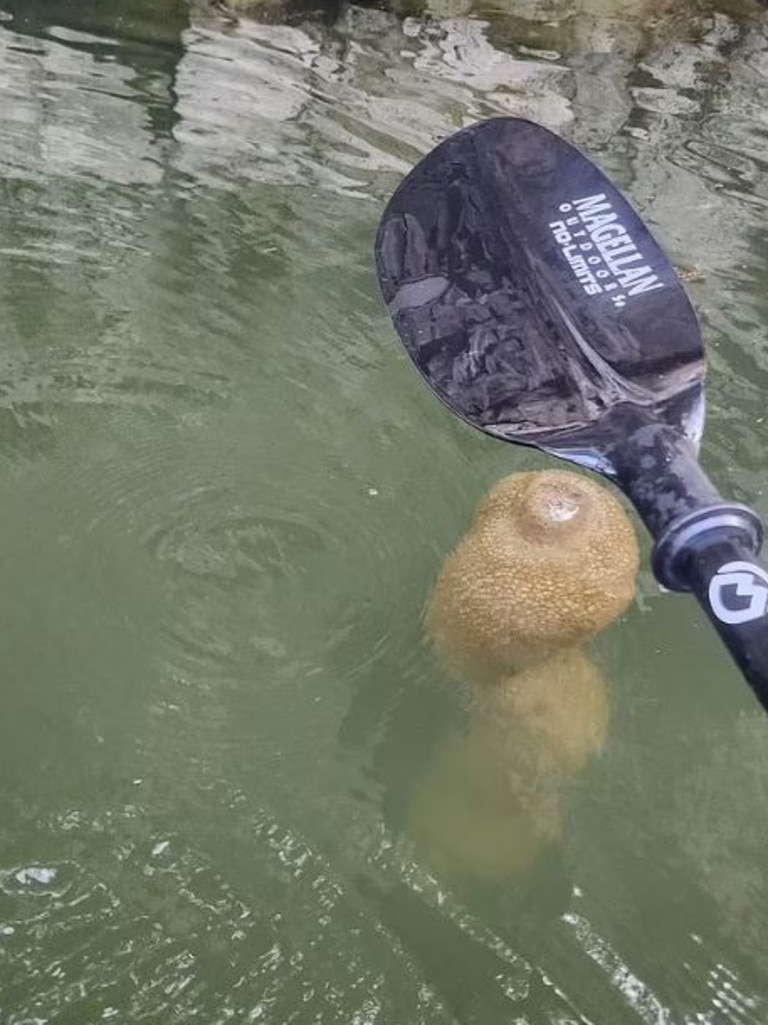 Locals find bizarre 'alien egg pods' while exploring popular US lake |  news.com.au — Australia's leading news site