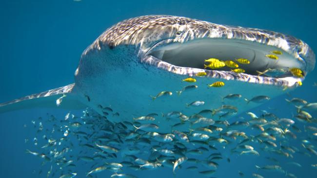 Relax in the serene surrounds of Ningaloo Reef