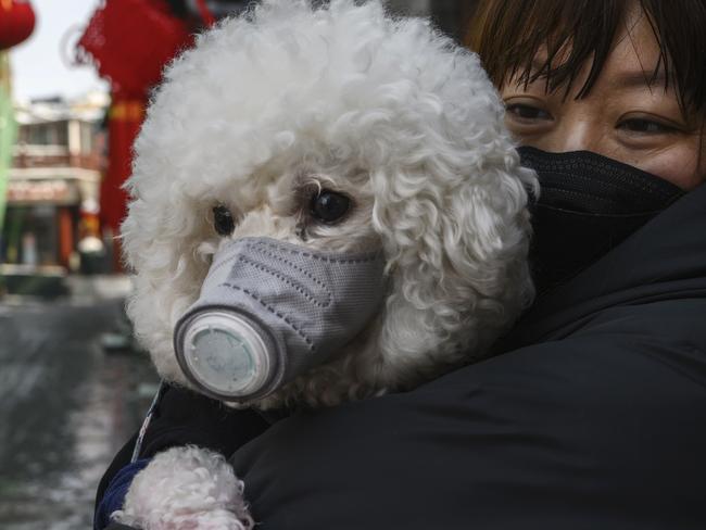 A Chinese woman holds her dog wearing a protective mask. Picture: Getty