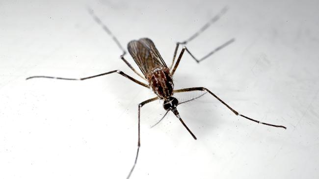 A female Aedes aegypti mosquito at the JCU lab. PICTURE: MARC MCCORMACK