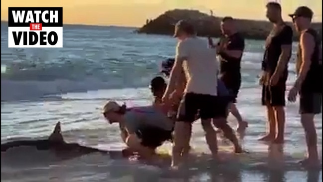 Men rescue beached shark from sand