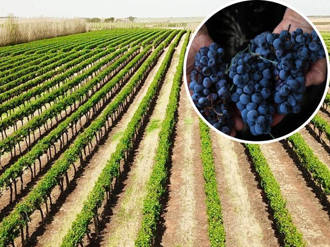 SA winegrowers want to sell their water