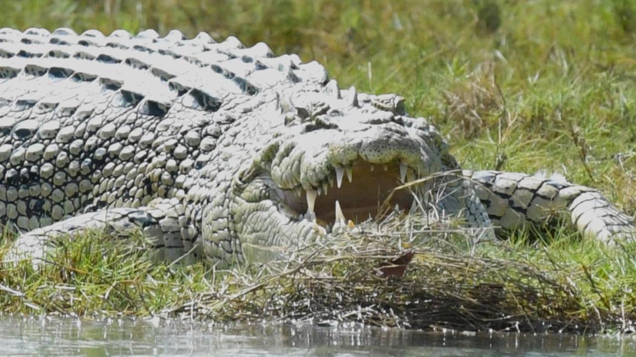 Crocodile captured on the water’s edge at Groper Creek. Picture: Denise and Graham Holder