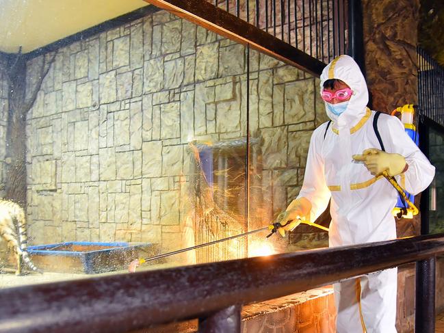 Employees disinfect a North Korean zoo to prevent the spread of Covid. Picture: KCNA via KNS/AFP