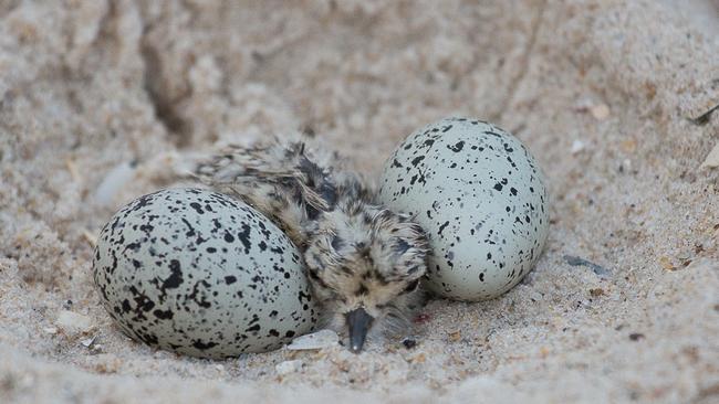 Rare hooded plover birds hatch in Seacliff sand dunes. Warning: cute ...