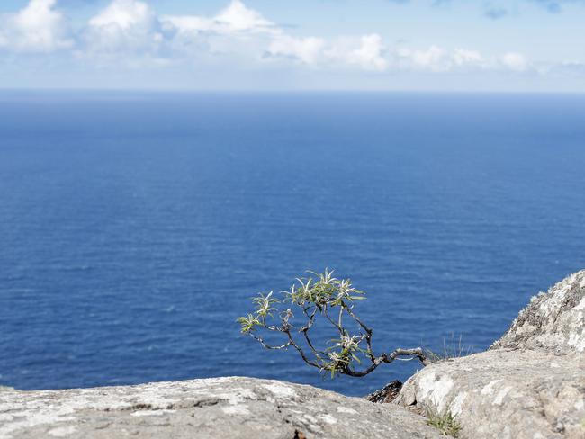 Day 2. A small tree grows from the cracks in the rock. looking south from the track. Three Capes Track walk. PICTURE: Richard Jupe