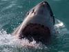 South Australia is the fatal shark attack capital of the world