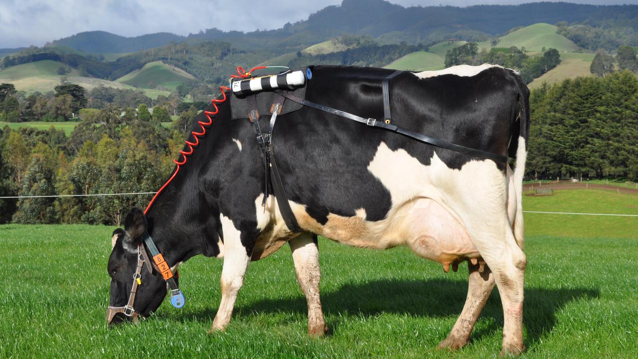 A grazing cow wearing equipment that measures its methane production. Red seaweed has emerged as a promising additive to lower methane from dairy cows.
