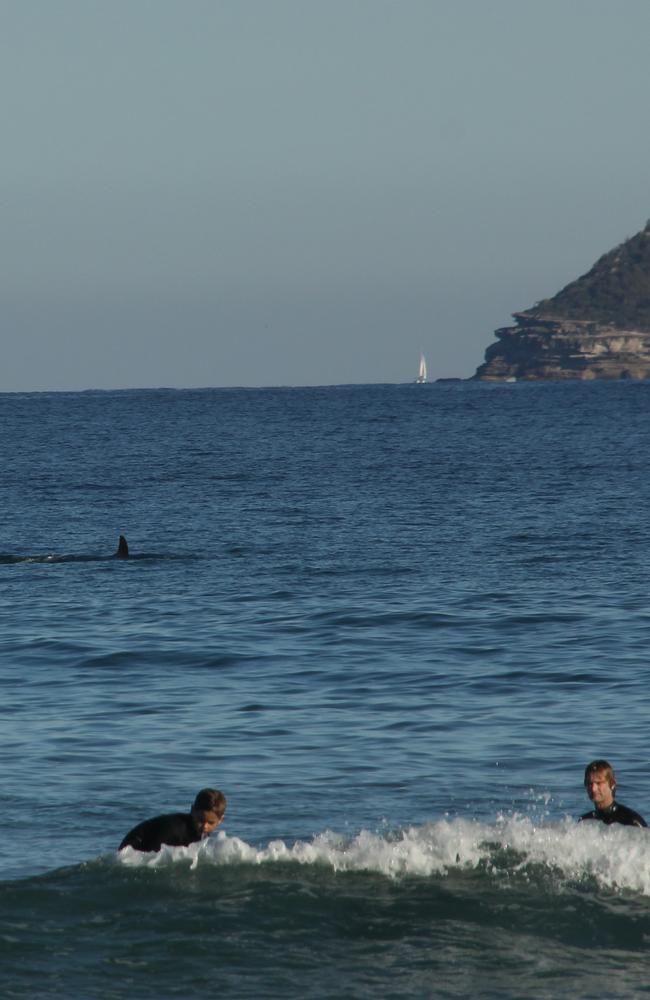 A false killer whale at Long Reef cruises beind some beachgoers. Picture: Mick Eady