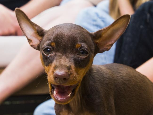 10-week-old puppy, Rusty, with her family Adam, Jenny, Lyla, 9, and Max Rosser, 7.  Story about how to feed your dog through the different stages of its life. Picture: Dylan Robinson