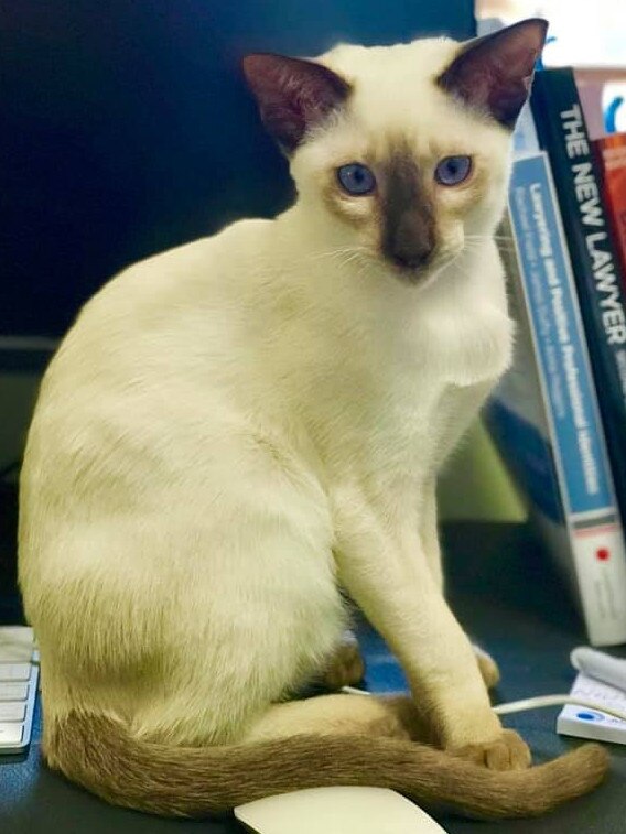 Chilli knows he’s pretty. And smart. International Cat Day. Reader pet photos. Picture: Shelley Dale