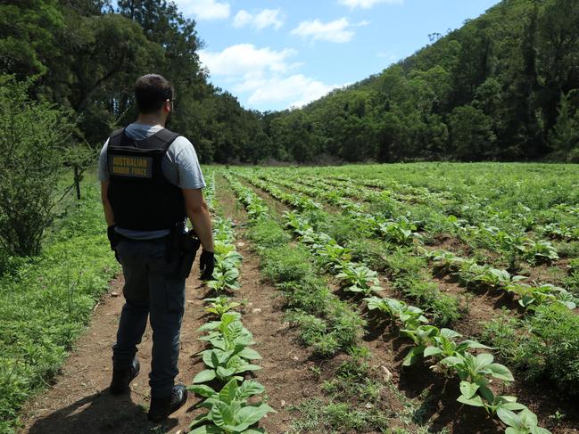 The Illicit Tobacco Taskforce (ITTF) has seized and destroyed eight acres of illegal tobacco crops and seedlings with a potential excise value of more than million from a property near Araluen in New South Wales. Picture: Supplied.