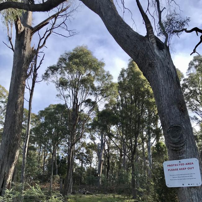 The Tasmanian Government's proposed site for a Northern Regional Prison at Brushy Rivulet in the state's north. Picture: PATRICK GEE