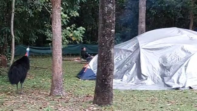 A wild and potentially deadly cassowary approaches campers at Murray Falls in the Girramay National Park in North Queensland. Picture: Supplied