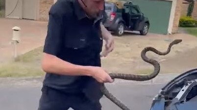 The snake being removed from the car.