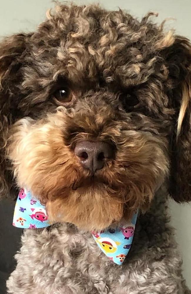 Ipswich Cutest Dog Competition 2022: Kim Turner's dog Humphrey who is the face of Blackall Street Butchery’s Doggy Delight Pet Food.