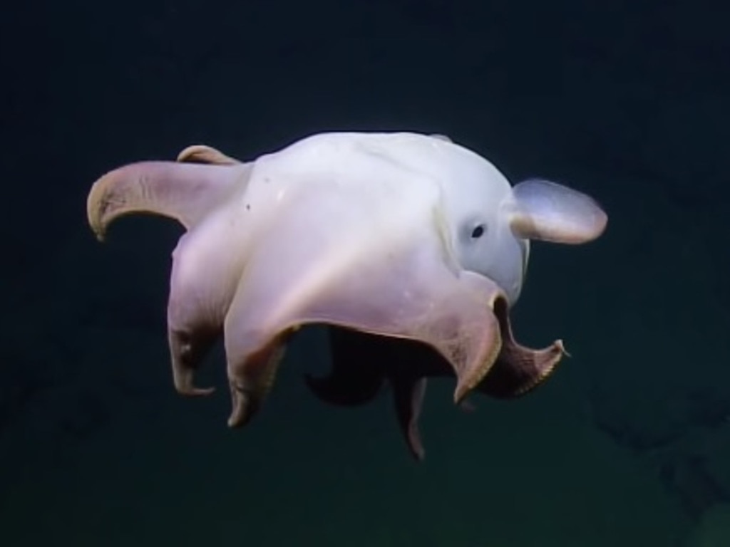 Scientists find Dumbo Octopus off California: Photos | news.com.au ...