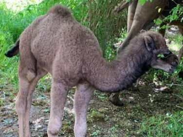 A six-week-old camel was allegedly stolen from a sanctuary near Shepparton. Picture: For the Love of Camels