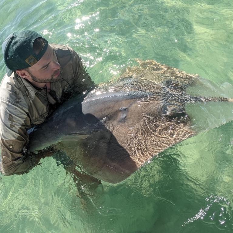 JCU researchers photograph Tiger shark regurgitating dead echidna in ...